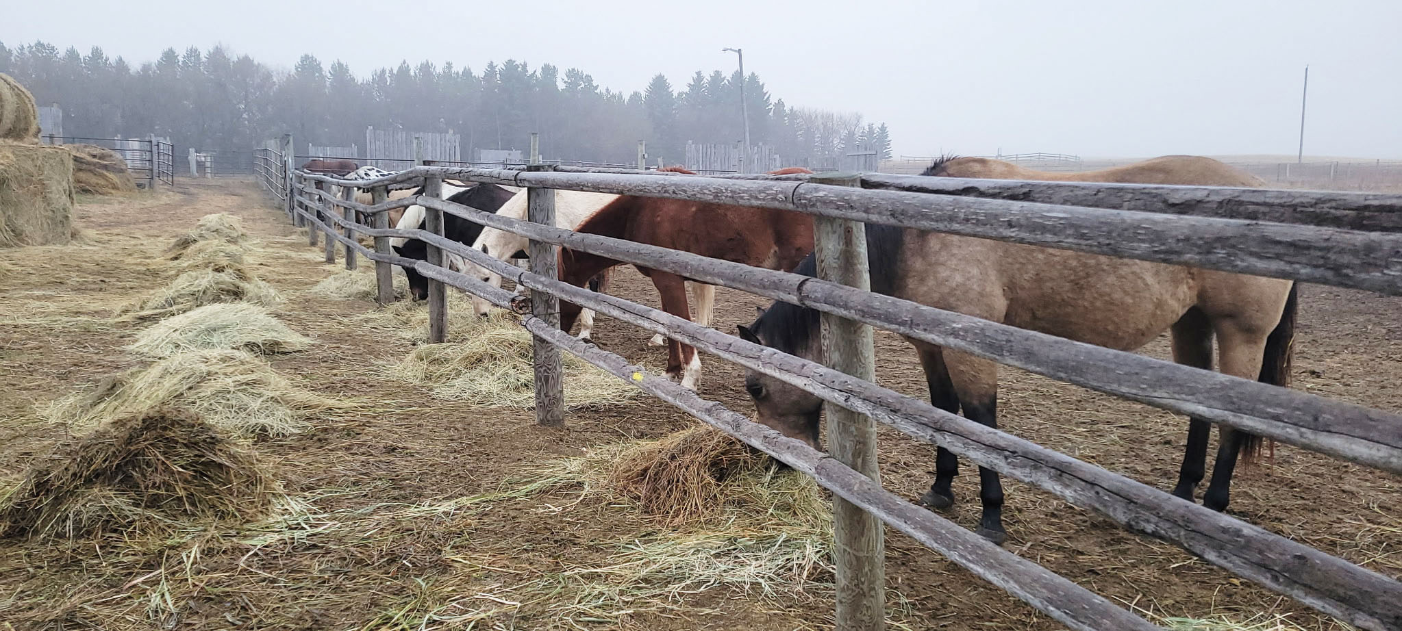 Geldings, mares, and miniature ponies are housed separately. Here the gelding pen sports a wide range of colour.